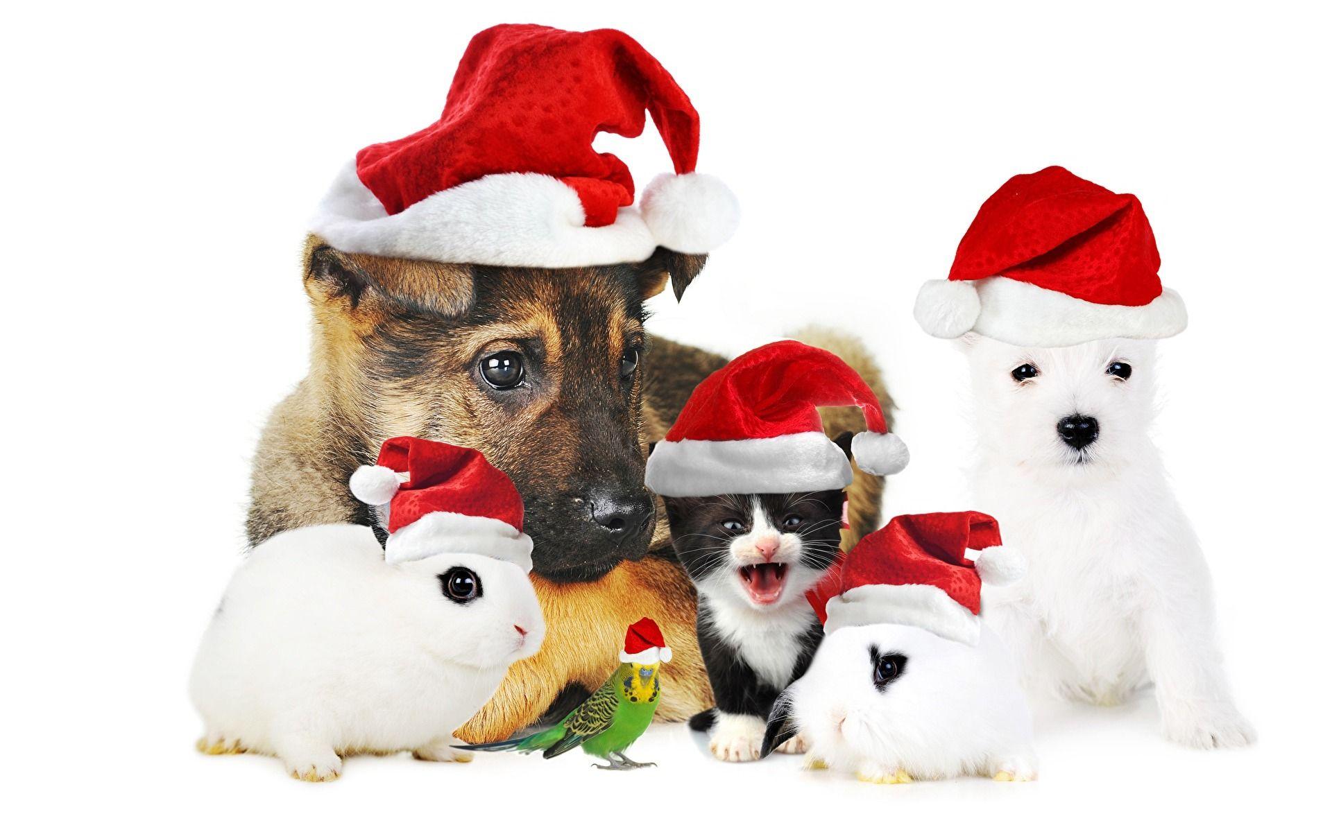 1920x1200 Download wallpaper Christmas, cute animals, New Year, puppy, German Shepherd, dog, parrot, rabbit, guinea pig, kitten for desktop with resolution 1920x1200. High Quality HD picture wallpaper