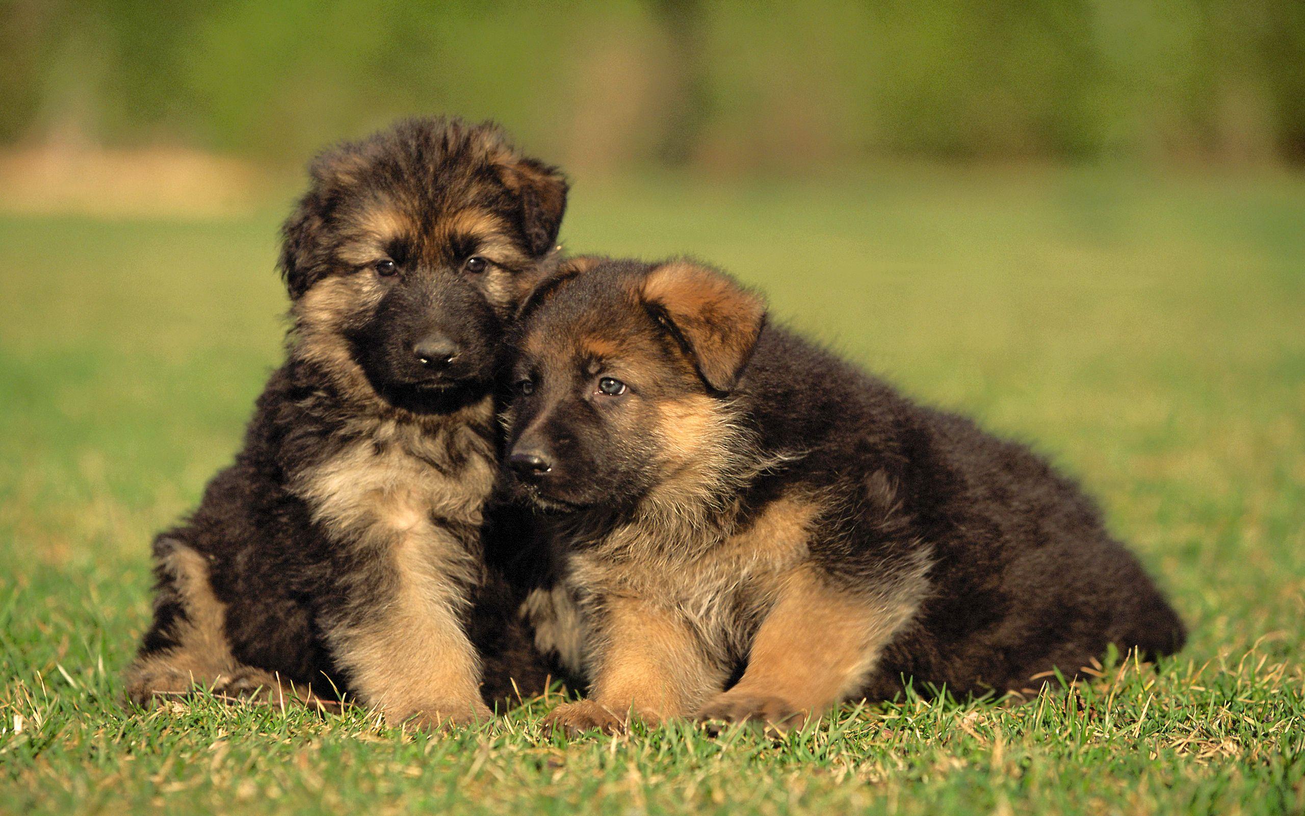 2560x1600 German Shepherd Puppy Wallpaper