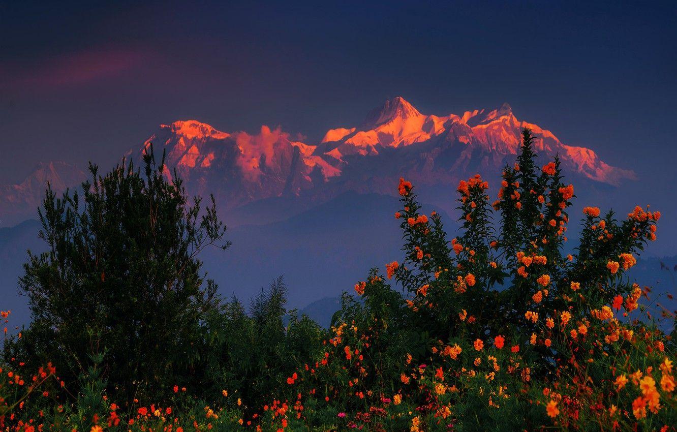 1332x850 Wallpaper sunset, flowers, mountains, the bushes, The Himalayas, Nepal image for desktop, section пейзажи
