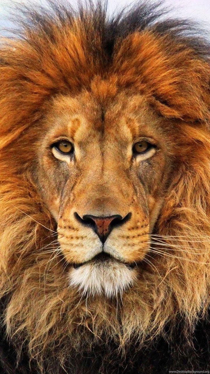720x1280 Lion 4K Wallpaper for PC .