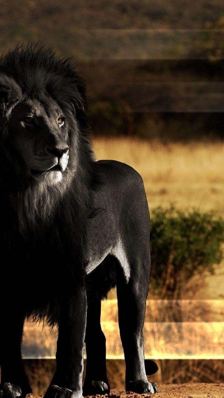 720x1280 Ultra HD Lion Wallpaper .