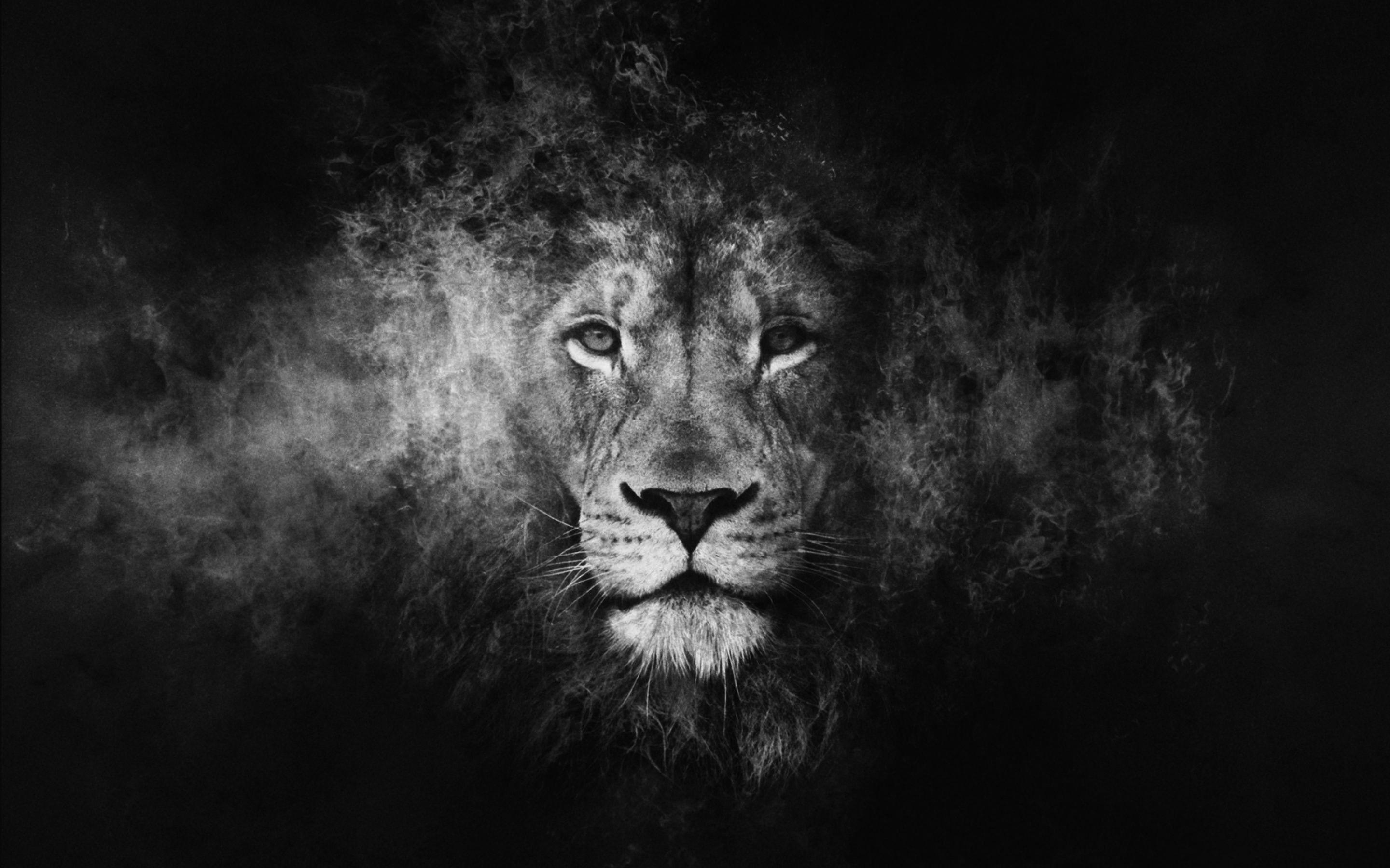 2880x1800 Black Lion Wallpaper