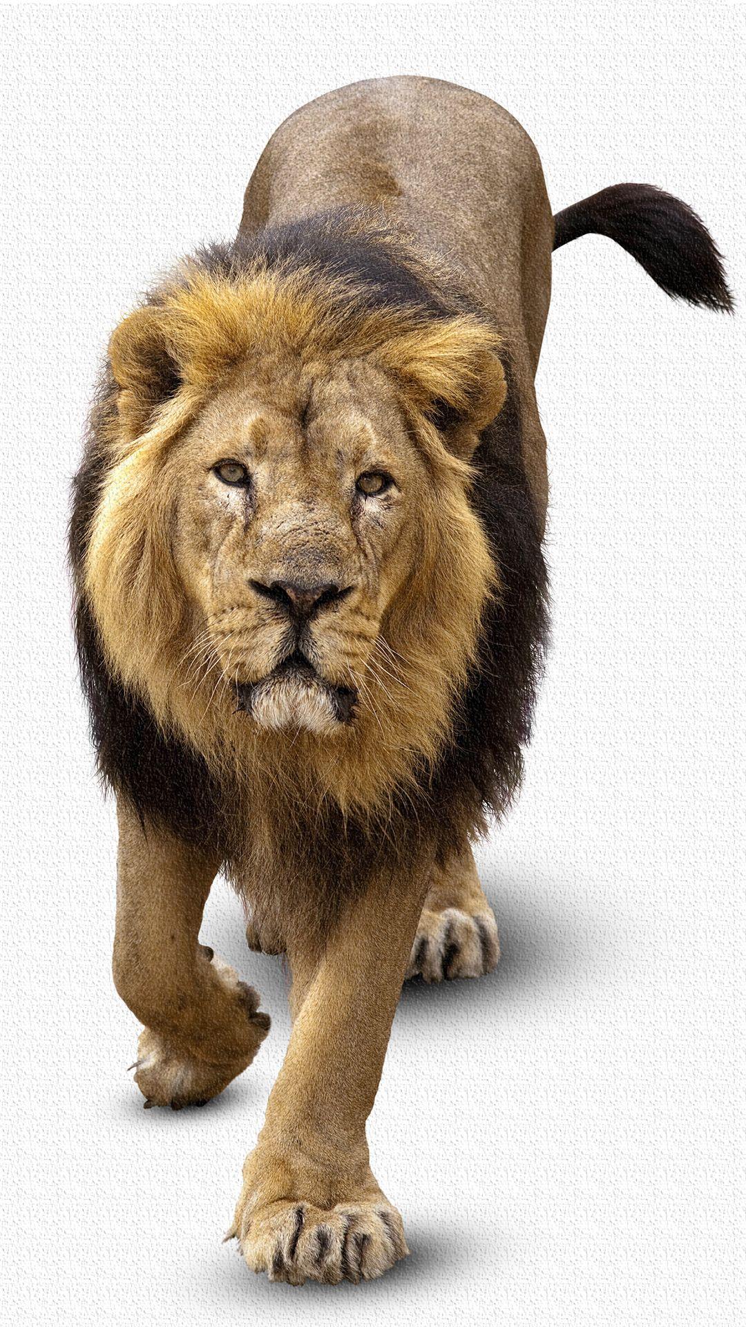 1080x1920 Lion IPhone 6S Plus Wallpaper Quality Image And Transparent PNG Free Clipart