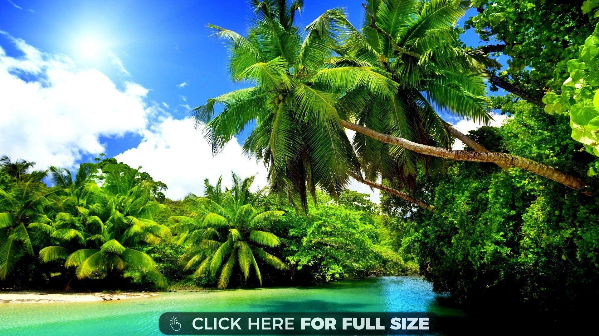 1920x1080 Free download Sunny Summer Palms Sunshine Beach Nature Desktop Wallpaper [1920x1080] for your Desktop, Mobile & Tablet. Explore Sunny Beach Wallpaper. Sunny Beach Wallpaper, Sunny Beach Wallpaper, Sunny Wallpaper