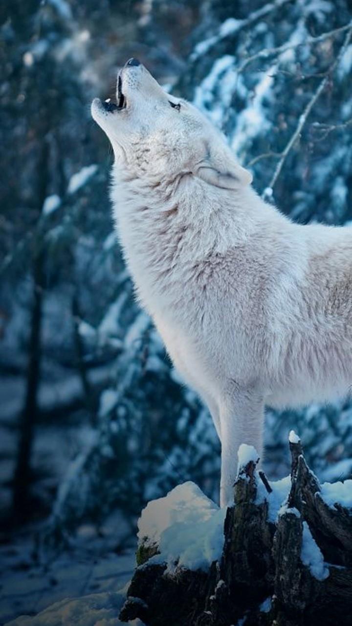 720x1279 Winter Wolf Wallpaper