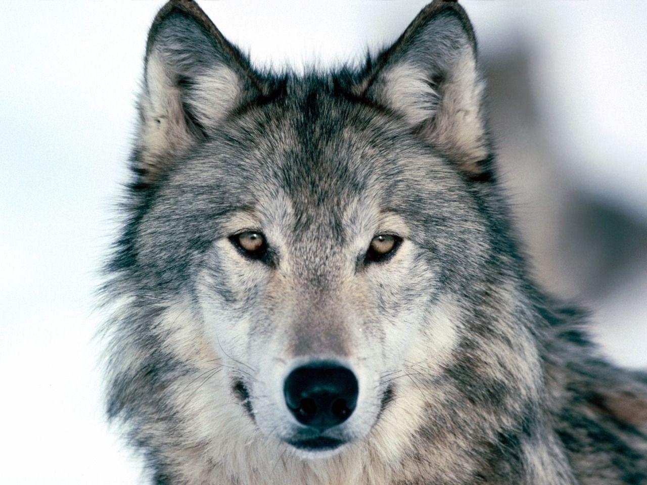 1280x960 Look Into My Eyes Winter Wolf Wallpaper Wolves Animals Wallpaper in jpg format for free download