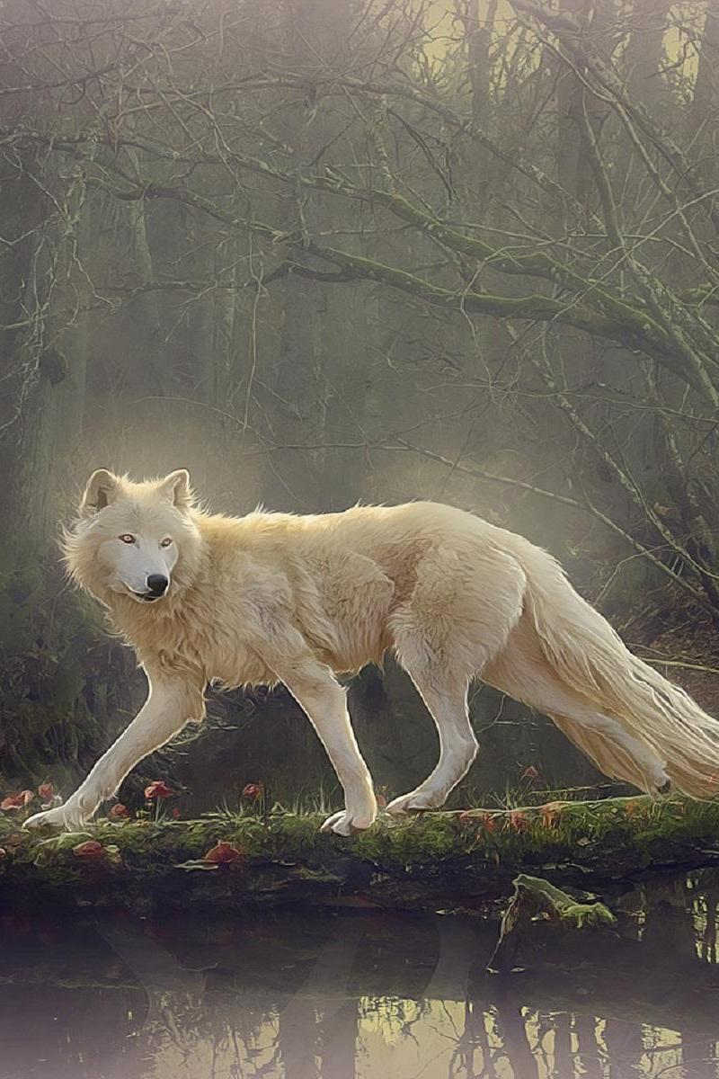 800x1200 Beautiful White Wolf Wallpaper iPhone Resolution Wolf Wallpaper iPhone
