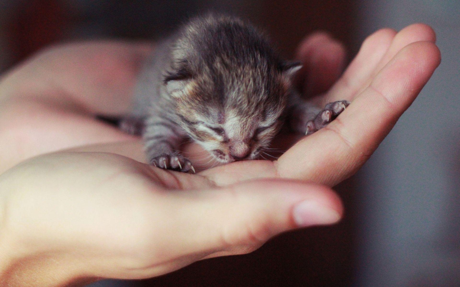 1920x1200 Cutest Baby Kittens Newborn .