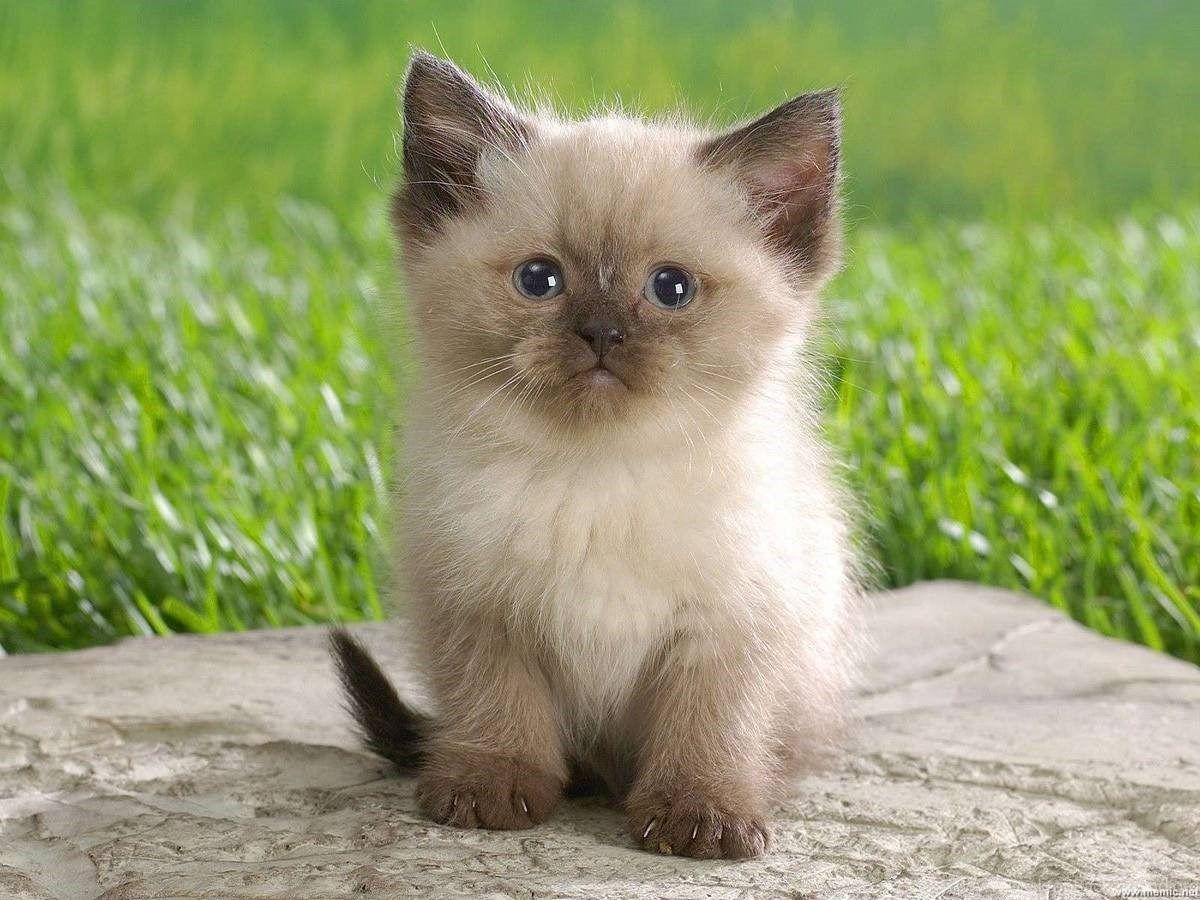 1200x900 Download Cute Baby Kitten Wallpaper For iPhone Desktop Background