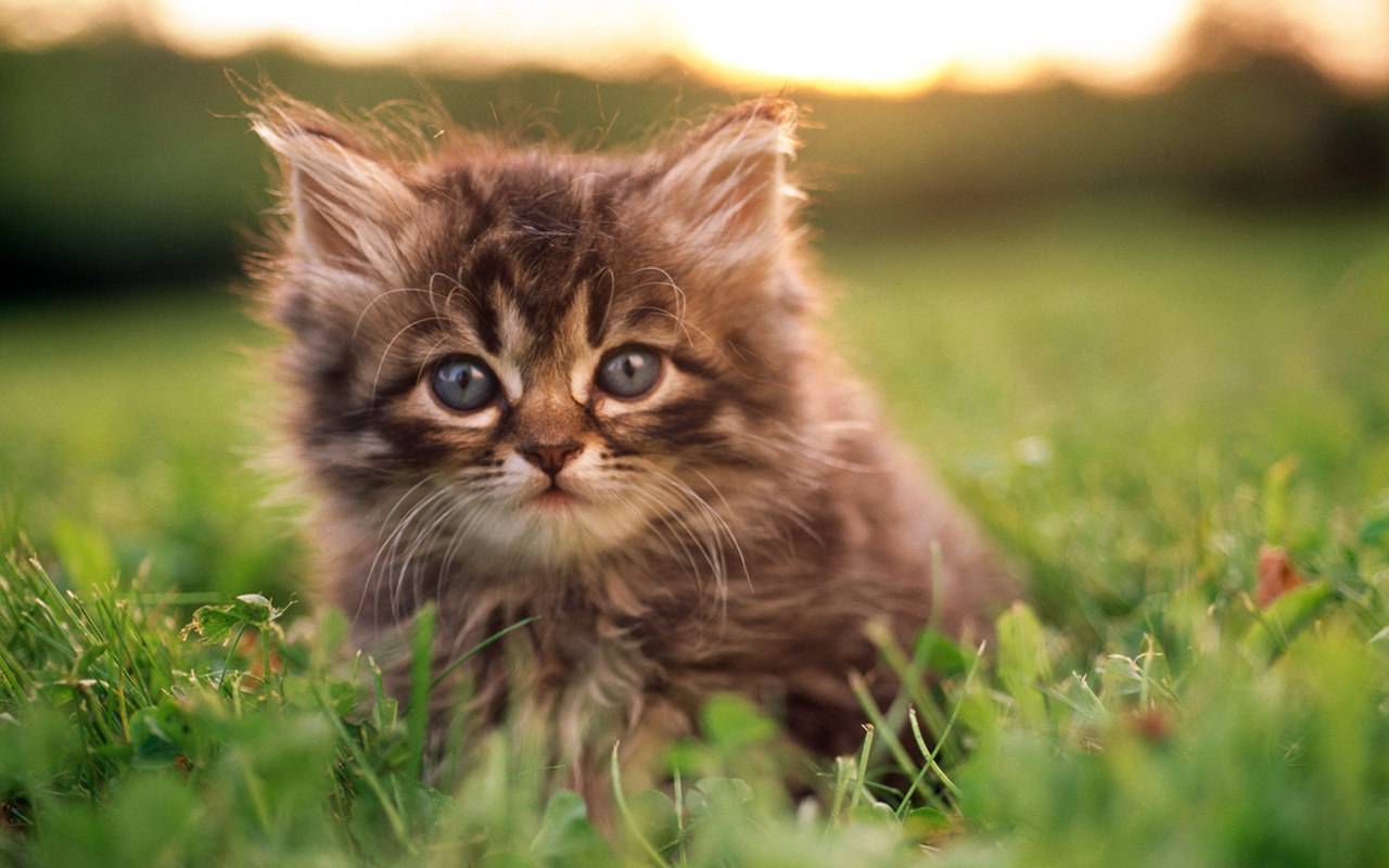 1280x800 Baby Kitten Wallpaper, HD Baby Kitten Background