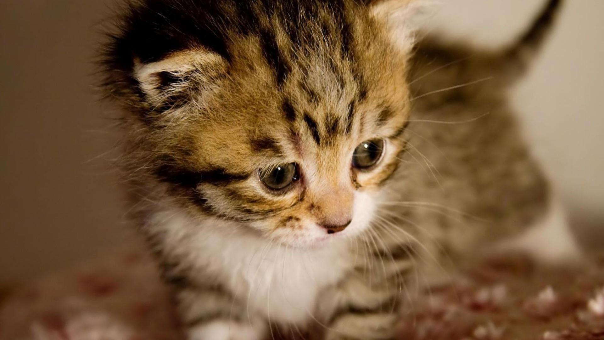 1920x1080 Baby Kittens wallpaper wallpaper Collections
