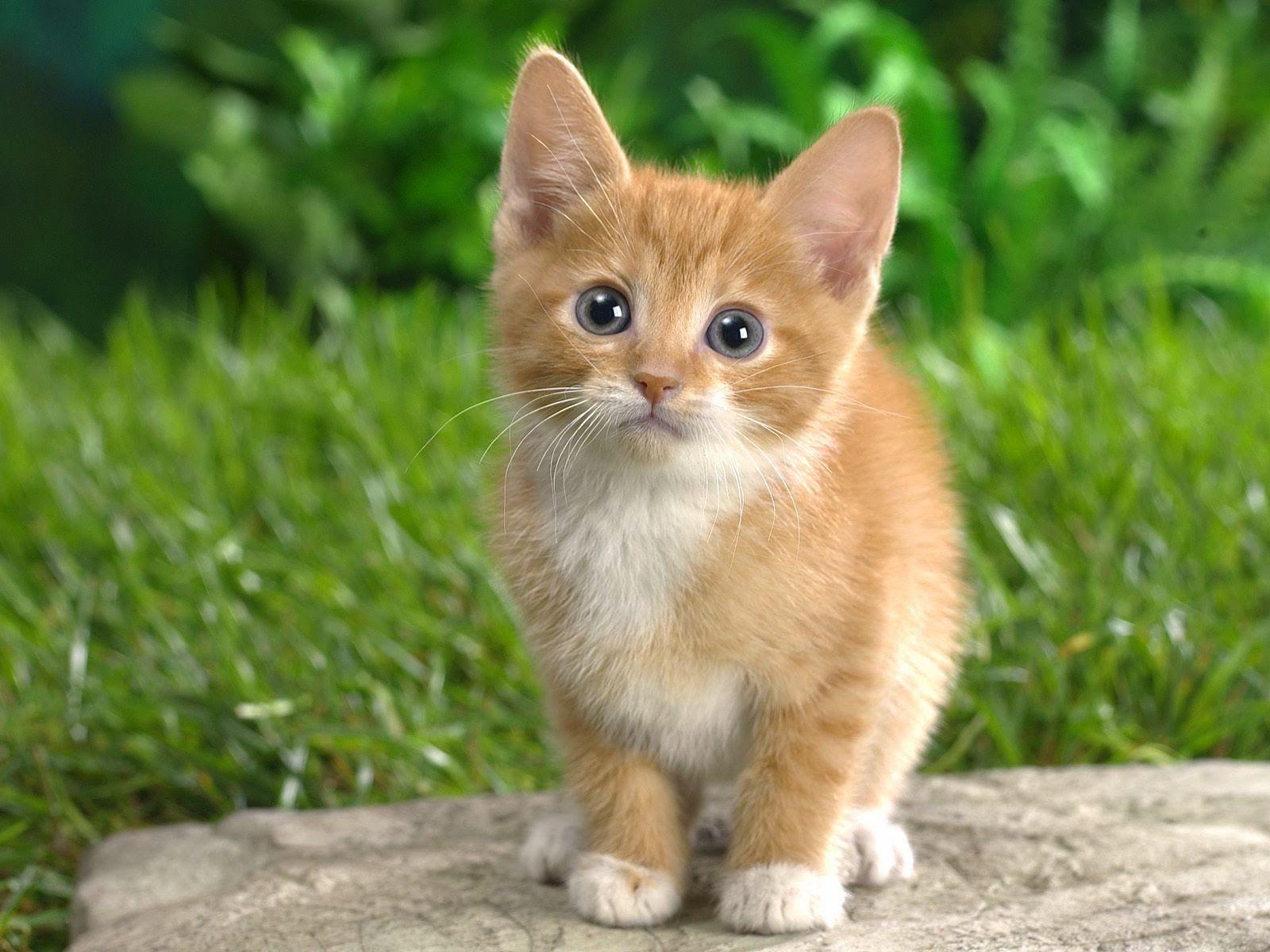 1600x1200 Baby Cat Wallpaper Cute