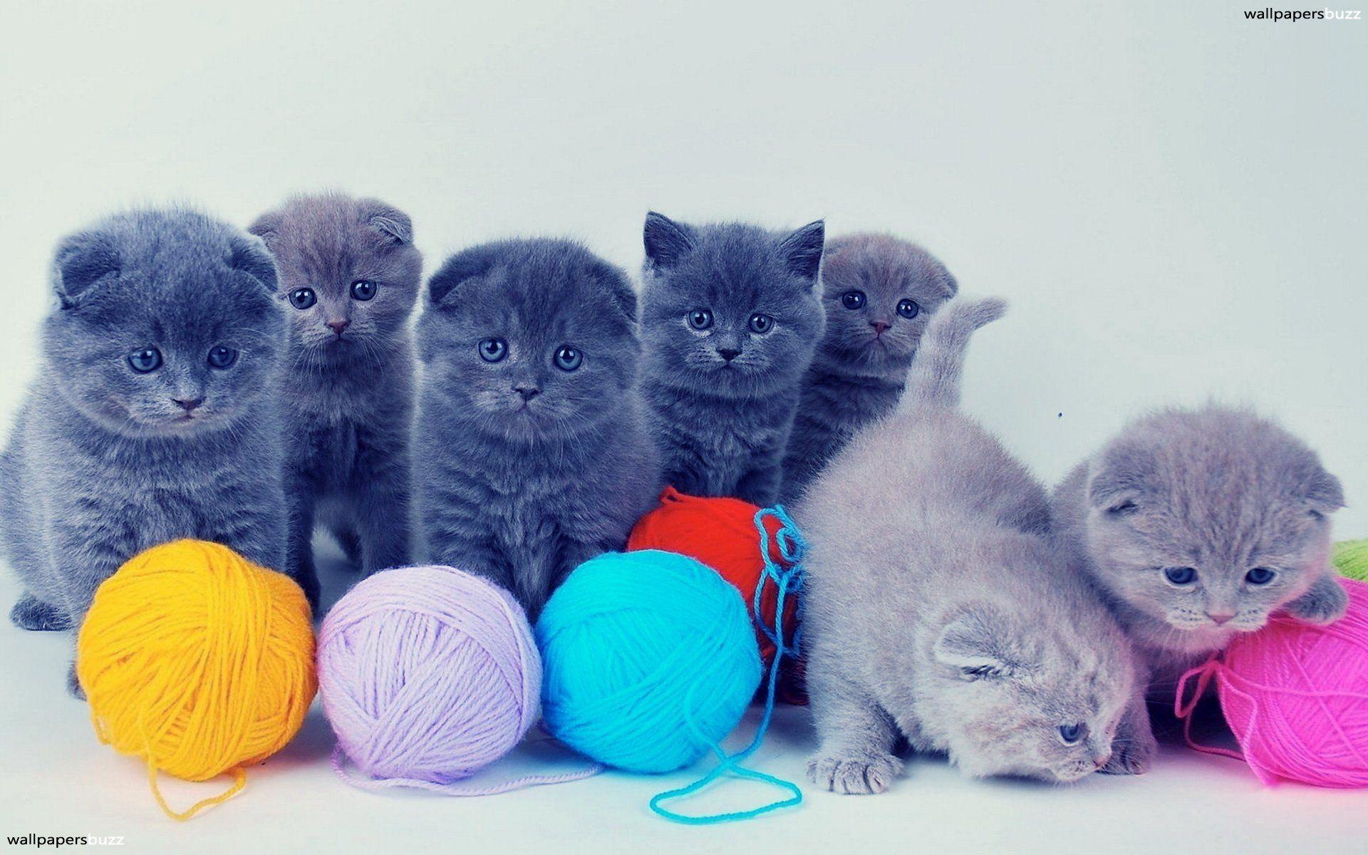 1920x1200 Baby Kitten Wallpaper