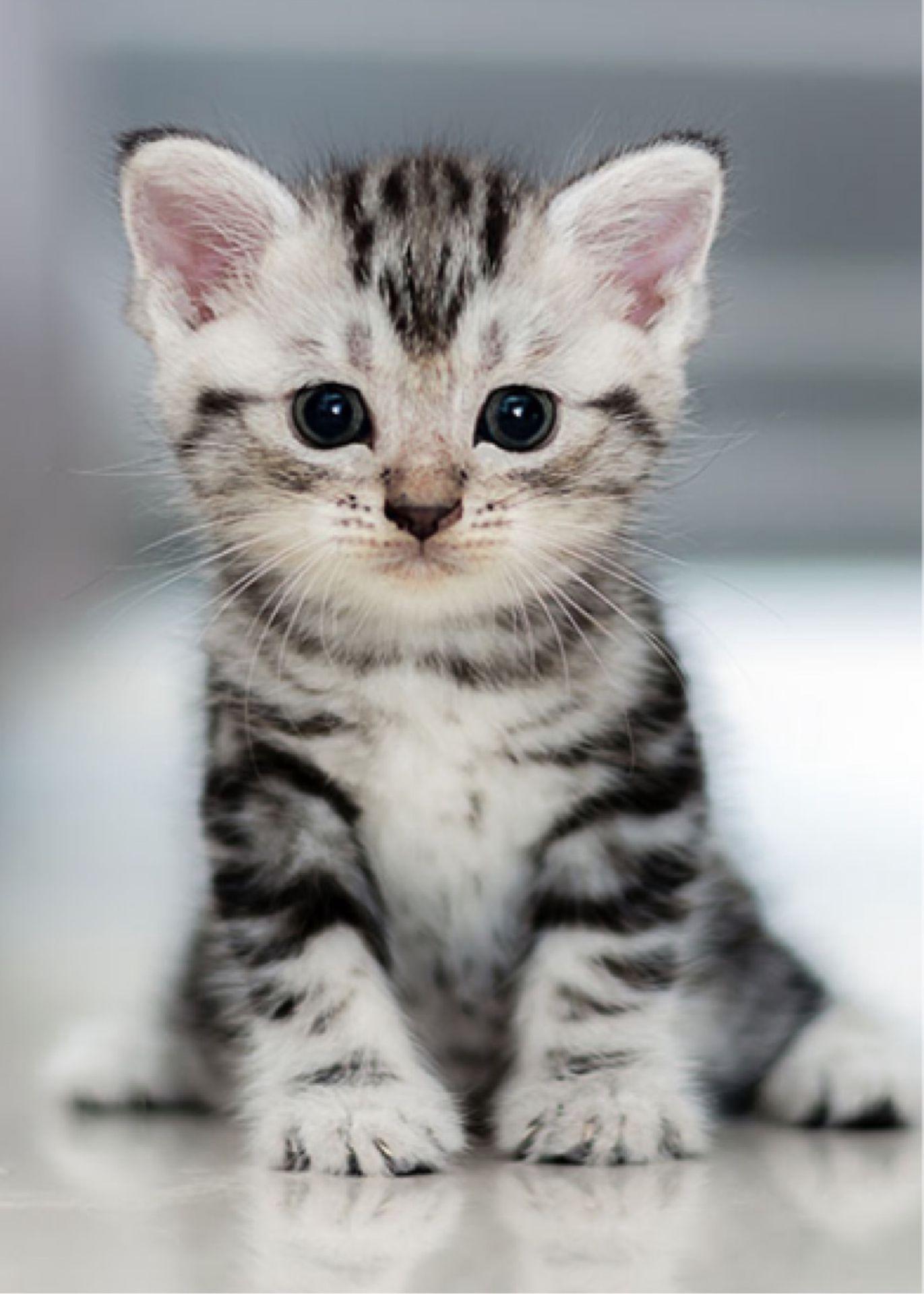 1371x1920 Finding One is Hard, Finding the Whole Flock is Impossible. Cute cat wallpaper, Kitten wallpaper, Cute baby cats