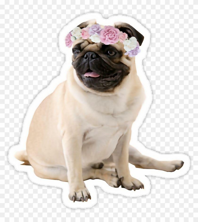 840x940 Tumblr Sweet Mops Mopspug Dog Pug Wallpaper Xr, HD Png Download