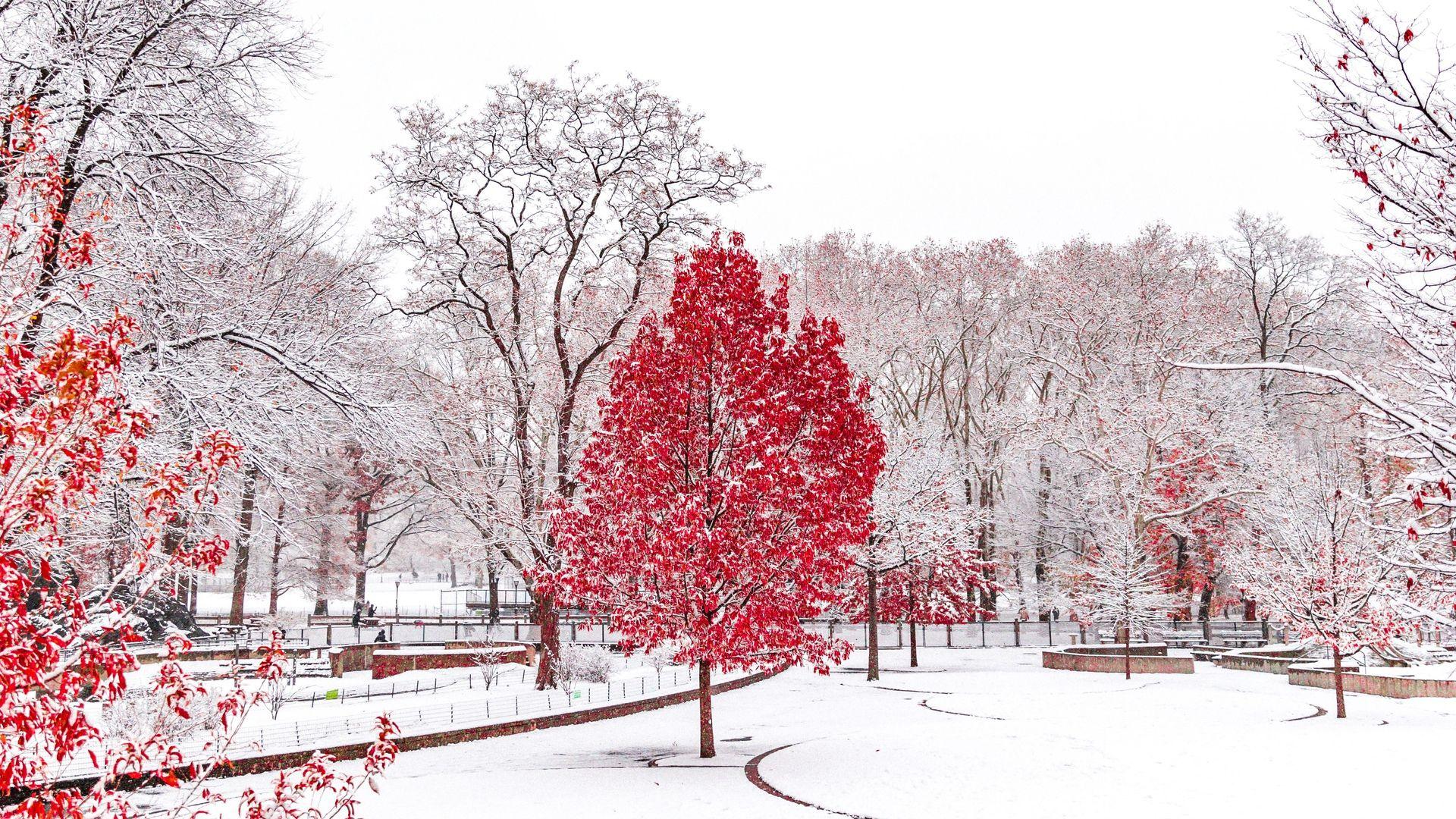 1920x1080 Old Central Park Winter Wallpaper .