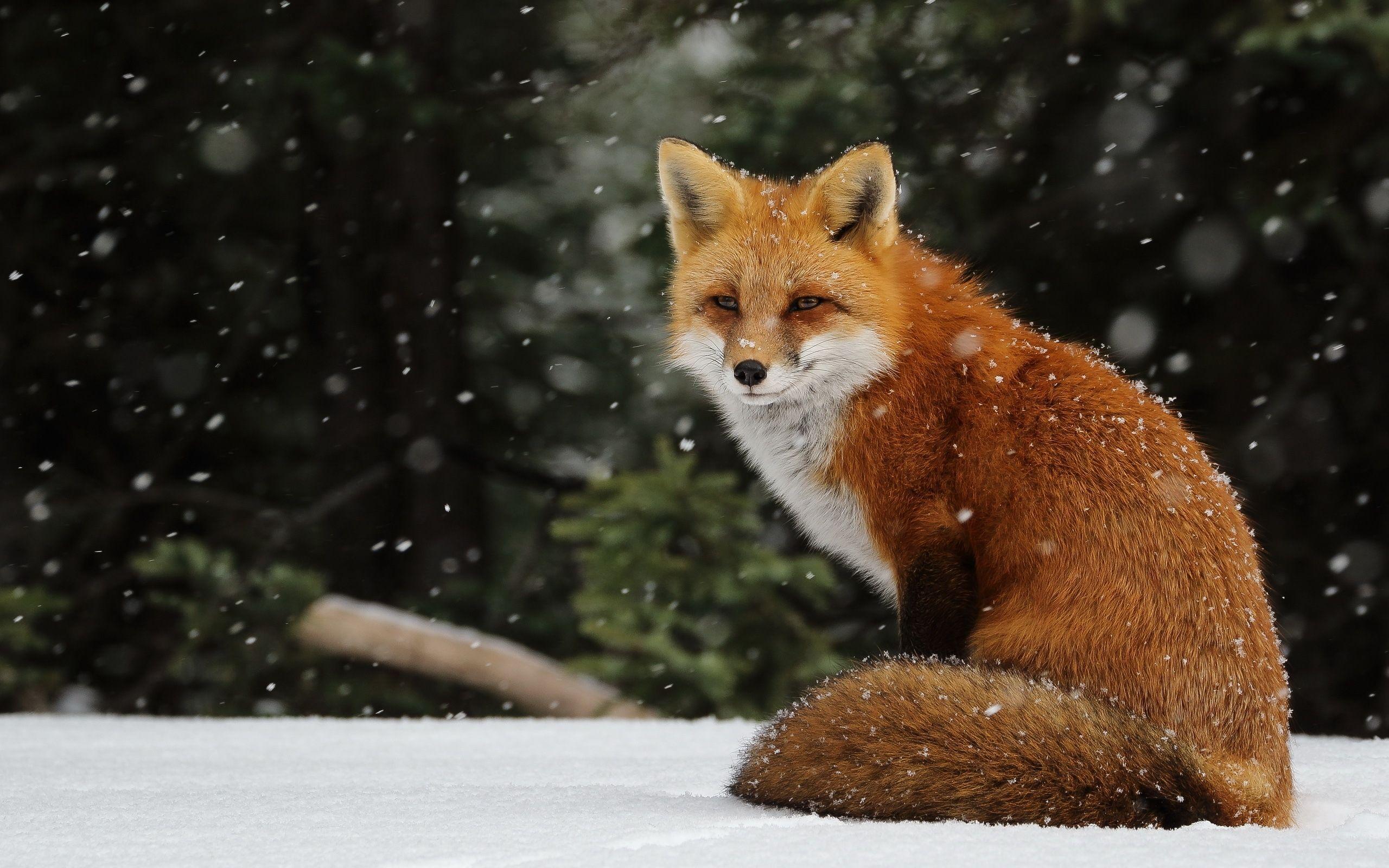 2560x1600 Red Fox Desktop Wallpaper. Fox in snow, Fox image, Pet fox