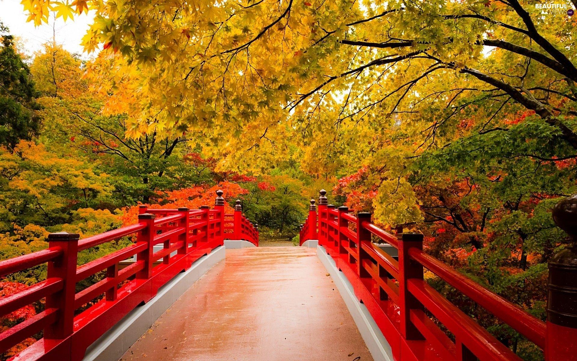 1920x1200 Red, bridge, trees, viewes, autumn views wallpaper: 1920x1200