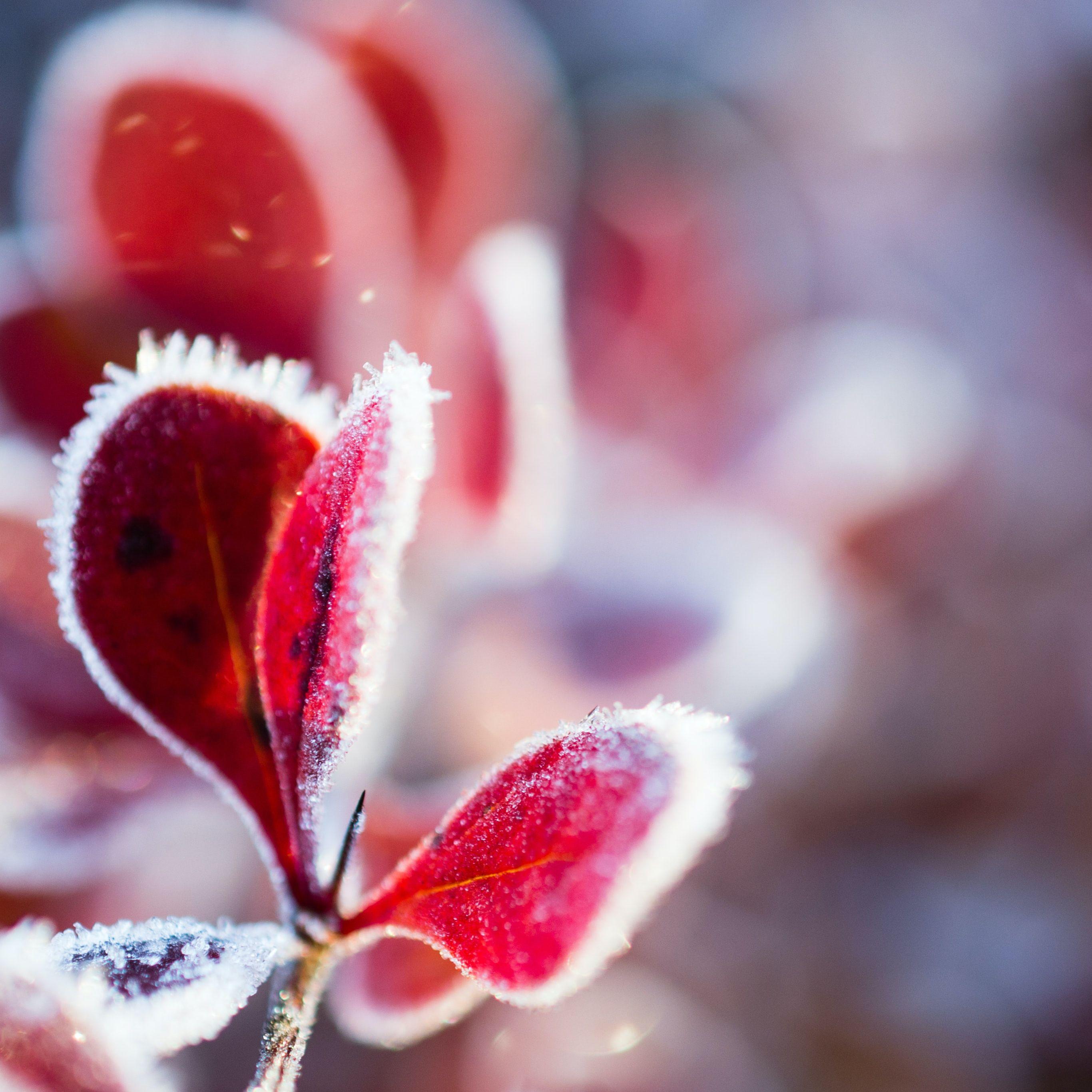 2732x2732 Snow wallpaper for iPhone and iPad