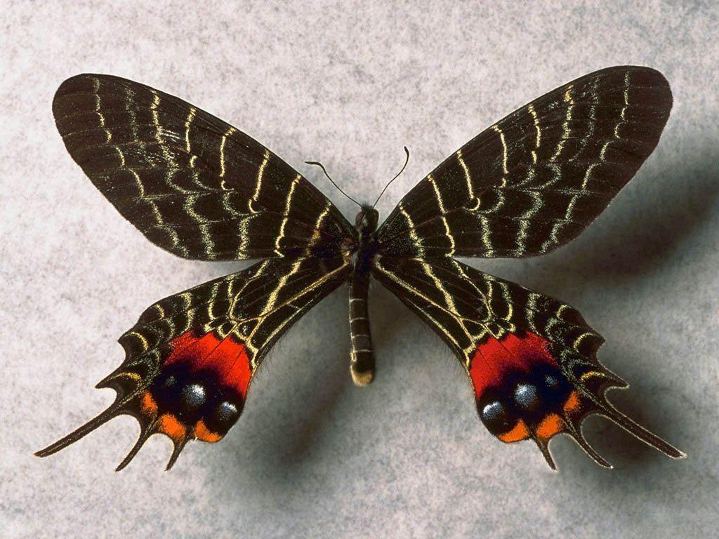 1024x768 Free Desktop Wallpaper. Background: Puppies Wallpaper, Butterfly Wallpaper for Free Desktop Background. Butterfly species, Butterfly, Beautiful butterflies
