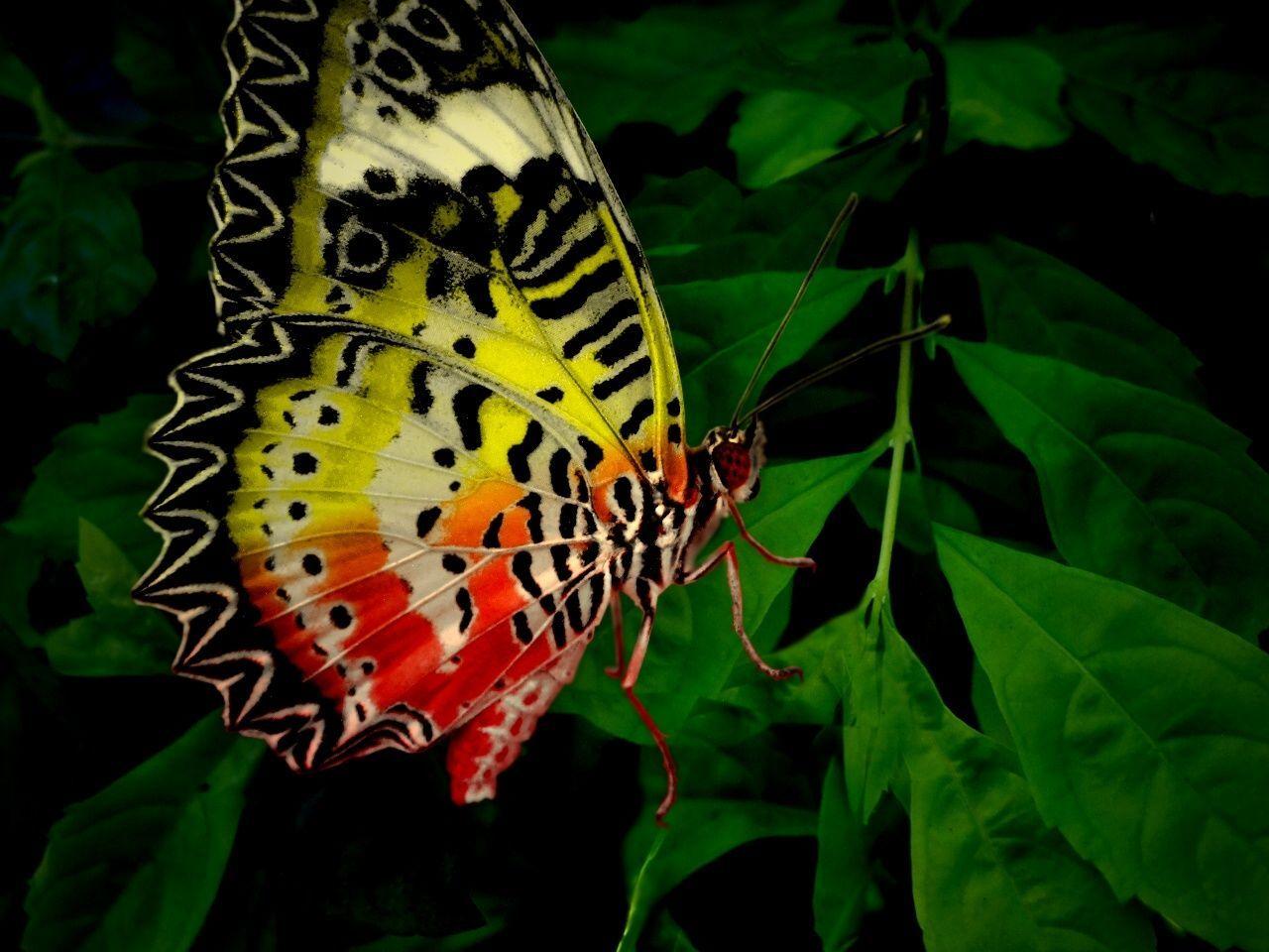 Exotic Butterflies Wallpapers Top Free Exotic Butterflies Backgrounds