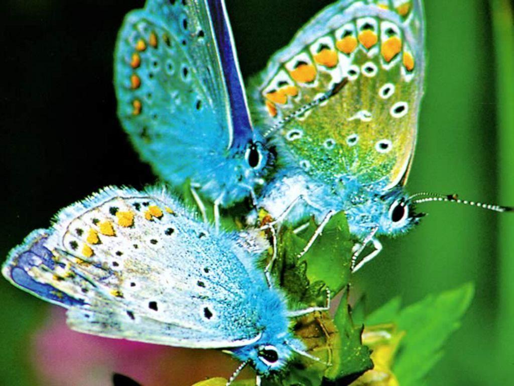 Exotic Butterflies Wallpapers Top Free Exotic Butterflies Backgrounds