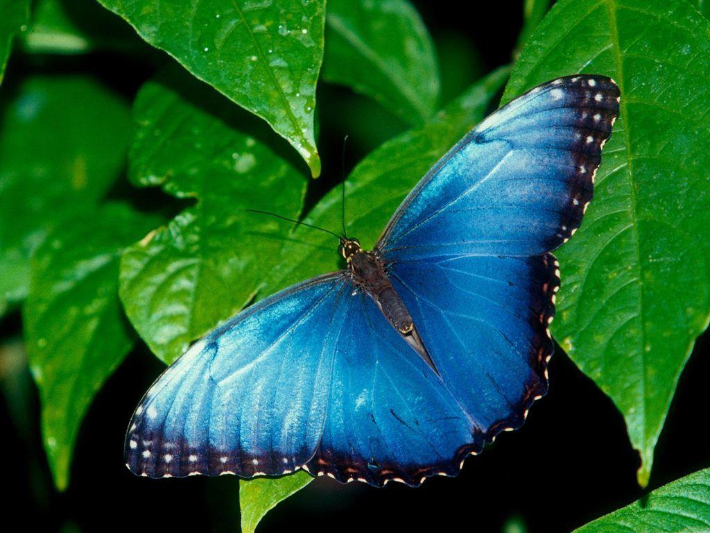 1024x768 Exotic Butterfly