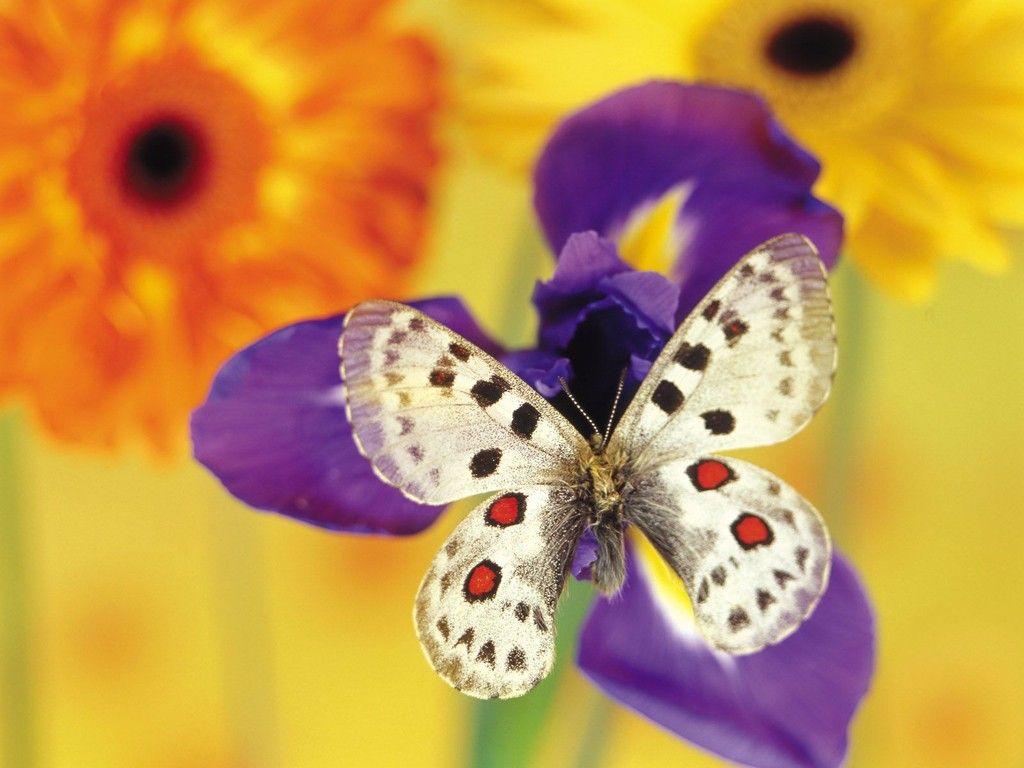 1024x768 Free download Unique Wallpaper Exotic Butterfly [1024x768] for your Desktop, Mobile & Tablet. Explore Butterfly Wallpaper for Laptop. Free Desktop Wallpaper Butterflies Flowers
