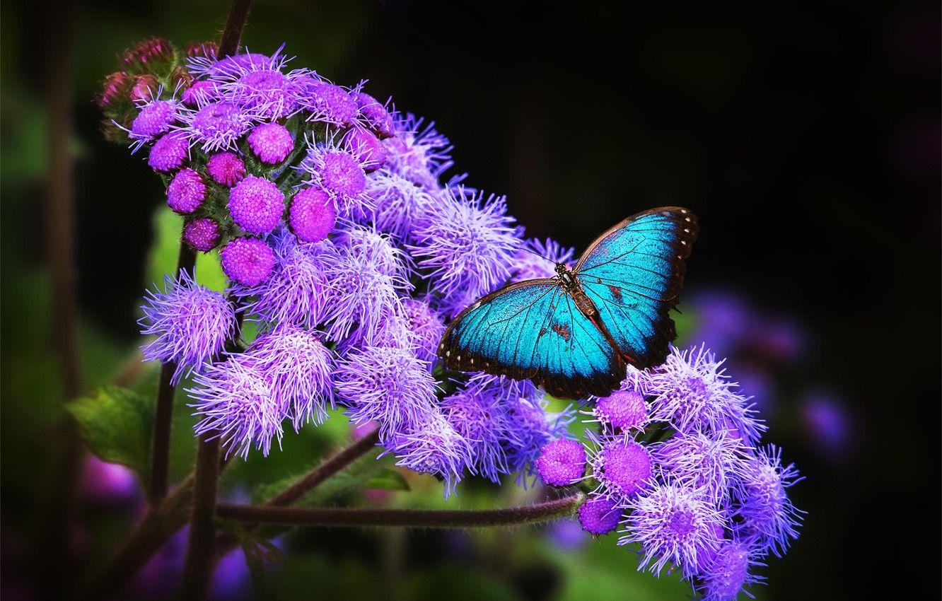 1332x850 Wallpaper flower, tropics, Wallpaper, butterfly, wings, exotic image for desktop, section макро