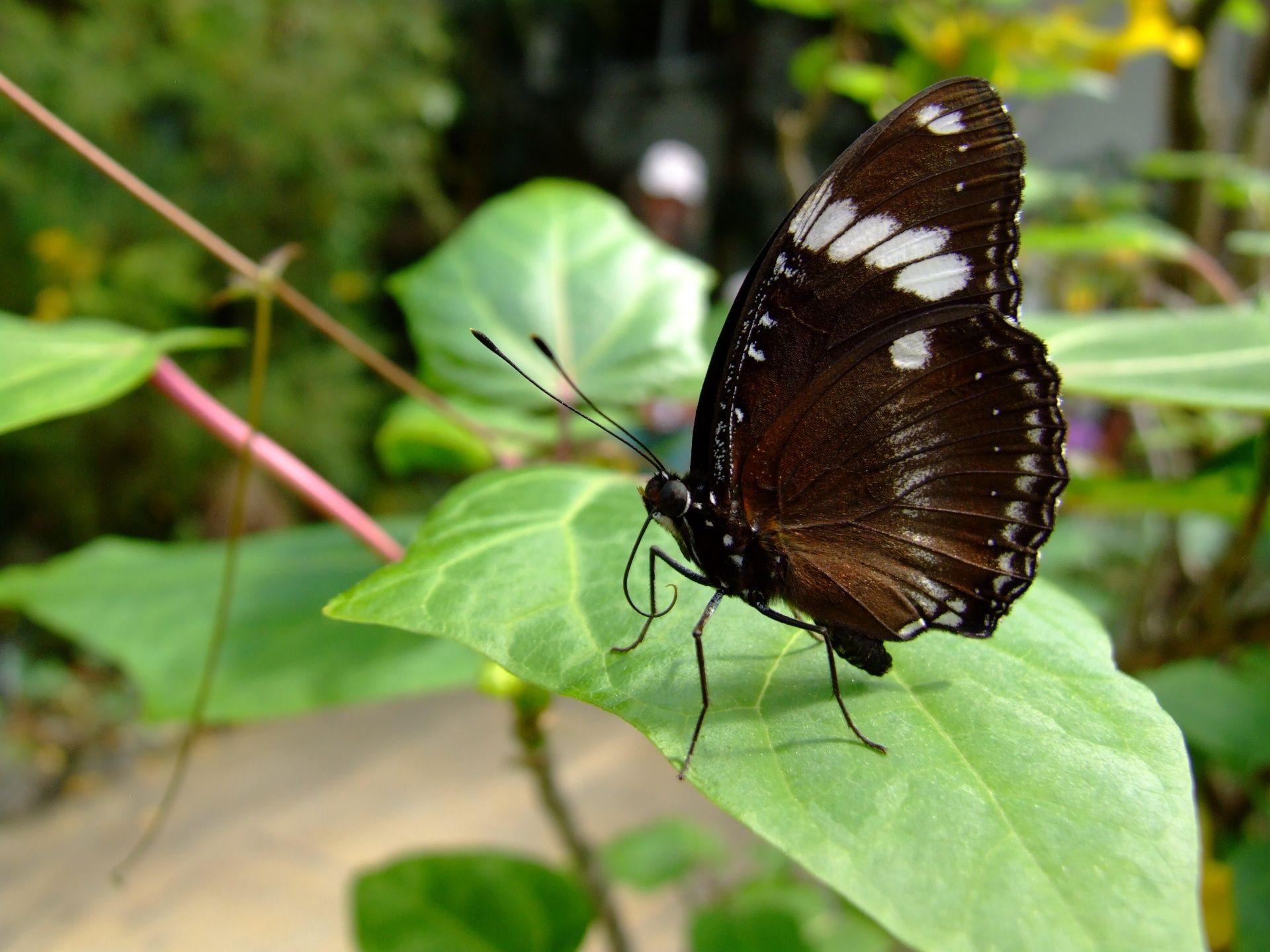 1920x1440 Exotic Butterfly Free Domain Picture