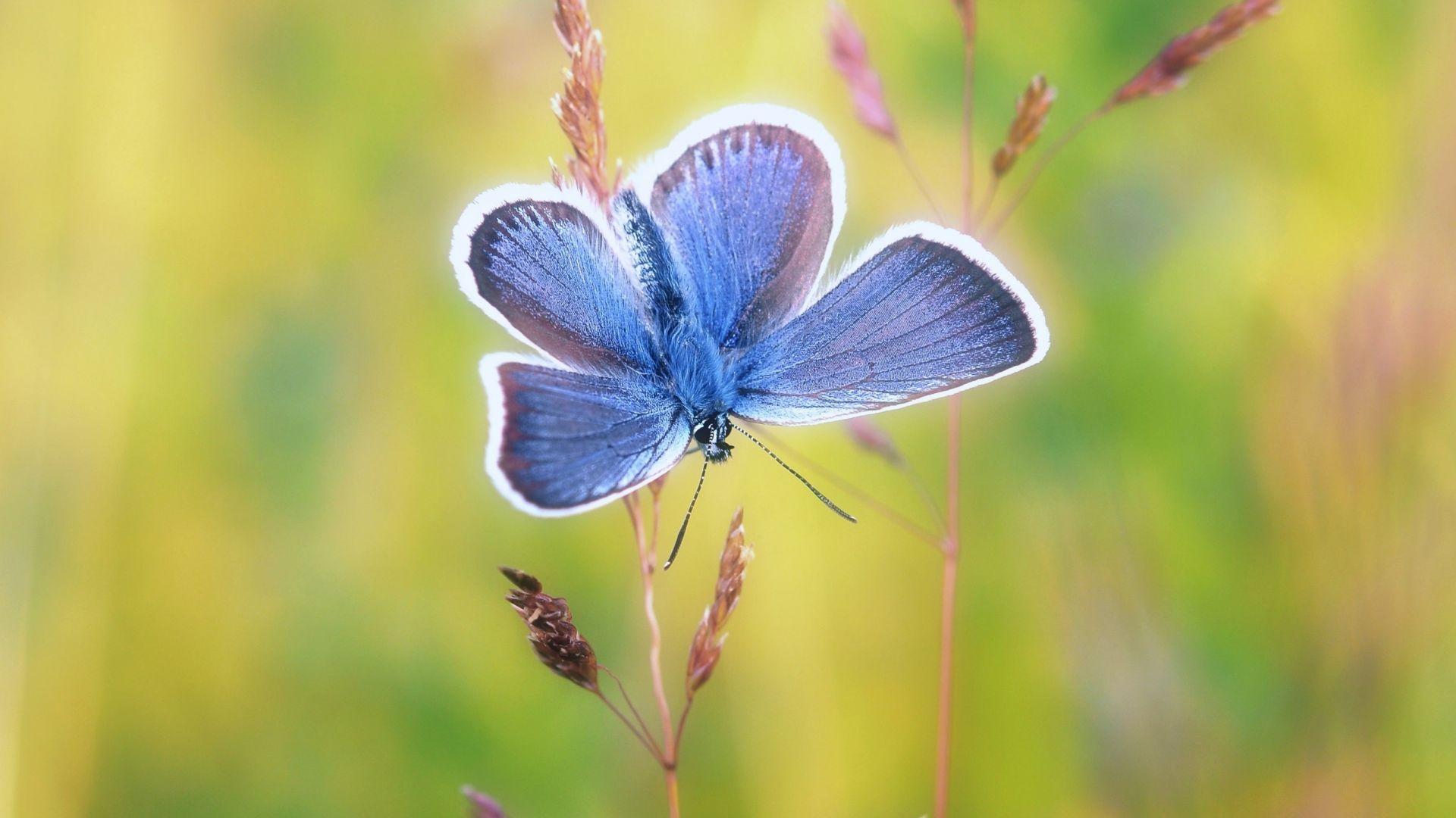 1920x1080 Desktop wallpaper blue butterfly, exotic, HD image, picture, background, 2535d9