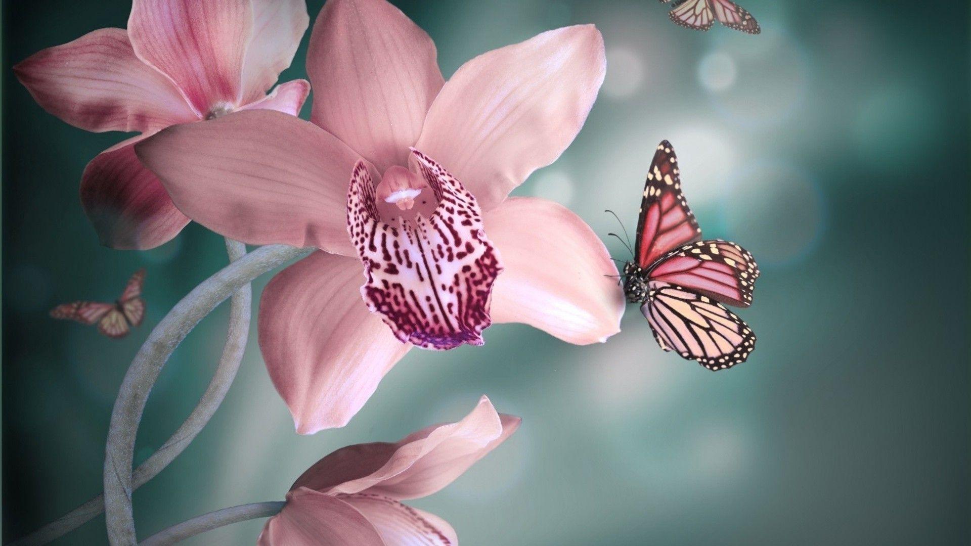 Exotic Butterflies Wallpapers Top Free Exotic Butterflies Backgrounds