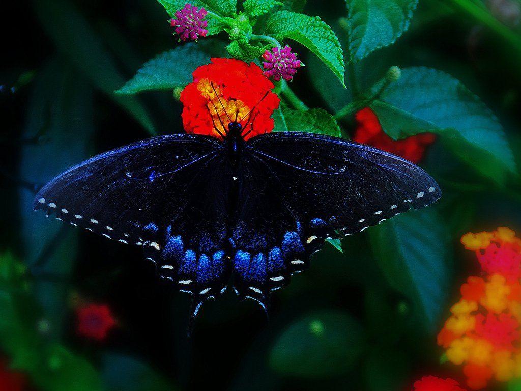 1024x768 Exotic Butterflies Wallpaper with Roses .