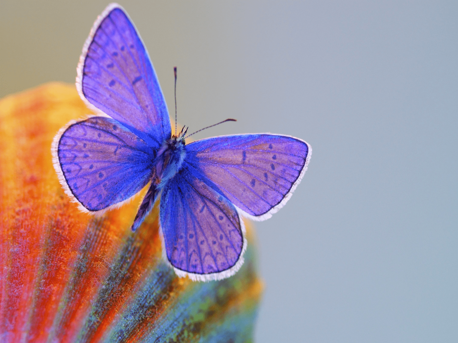 1600x1200 Purple Exotic Butterflies Wallpaper Desktop .