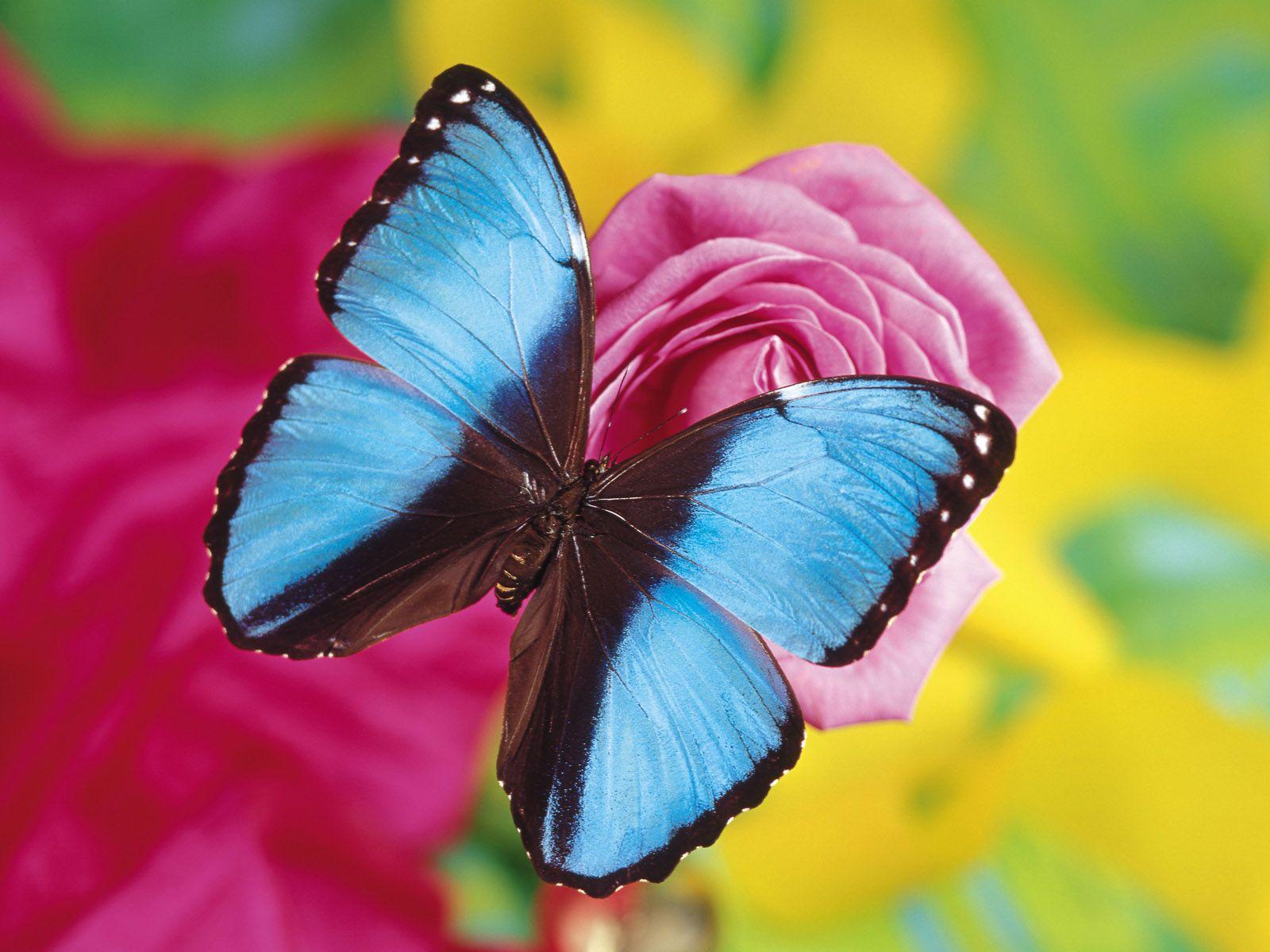 1600x1200 Exotic Butterfly