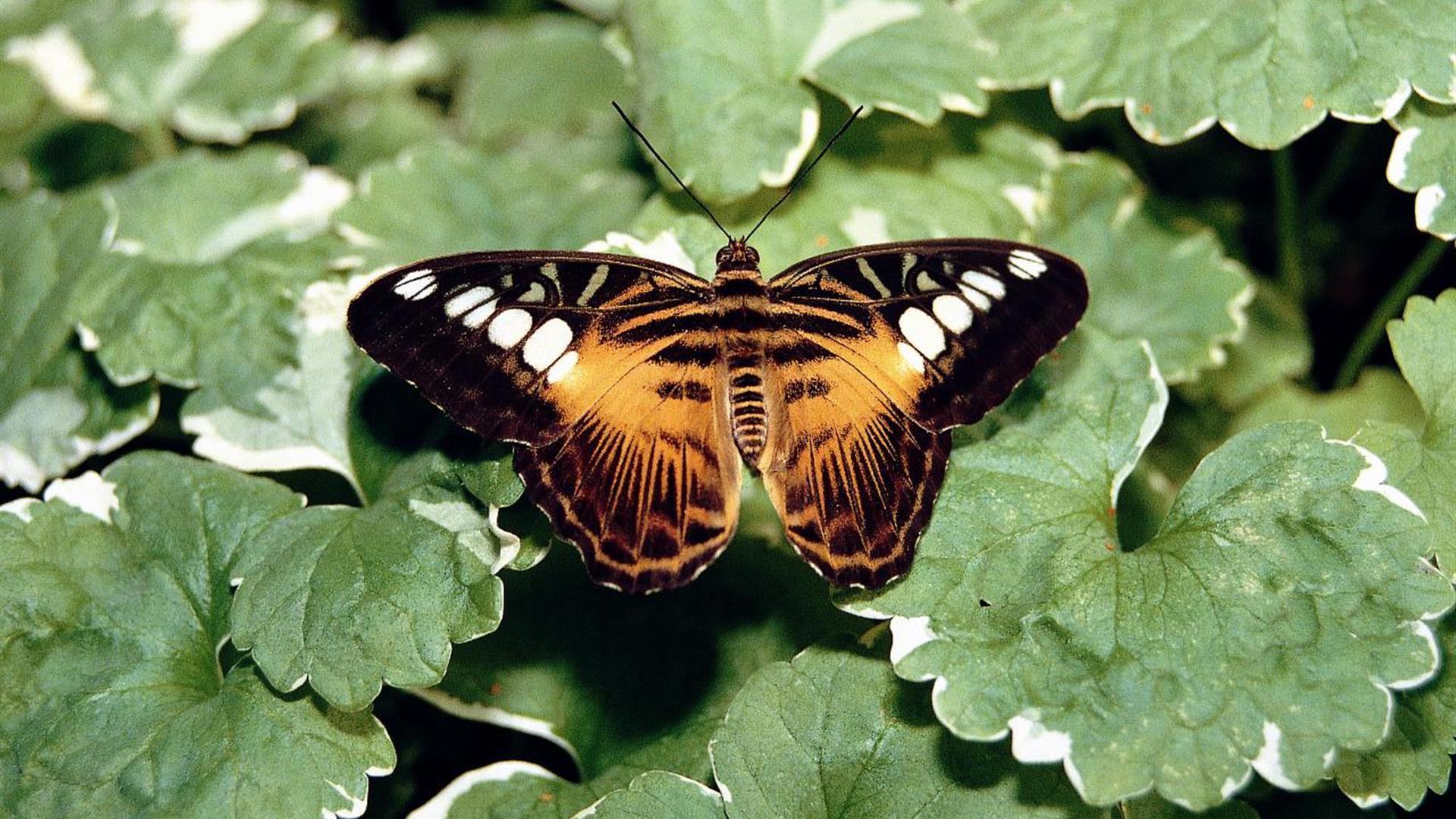 1920x1080 Seaforde Tropical Butterfly House Northern Ireland