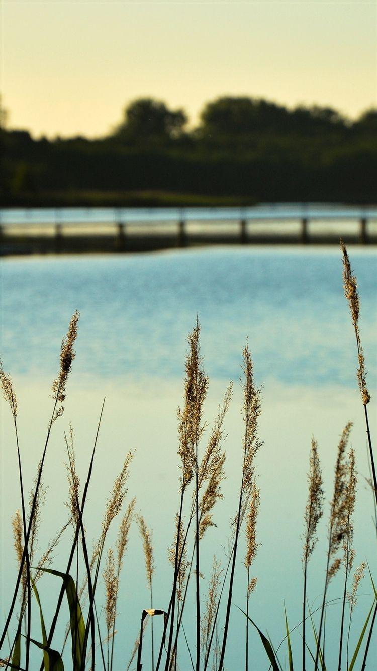 750x1334 Lake View Flower Water Calm Nature Bokeh Free Download Wallpaper for Phone