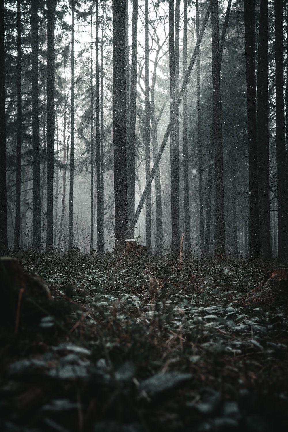 1000x1500 Dark Forest Picture [HD]. Download Free Image