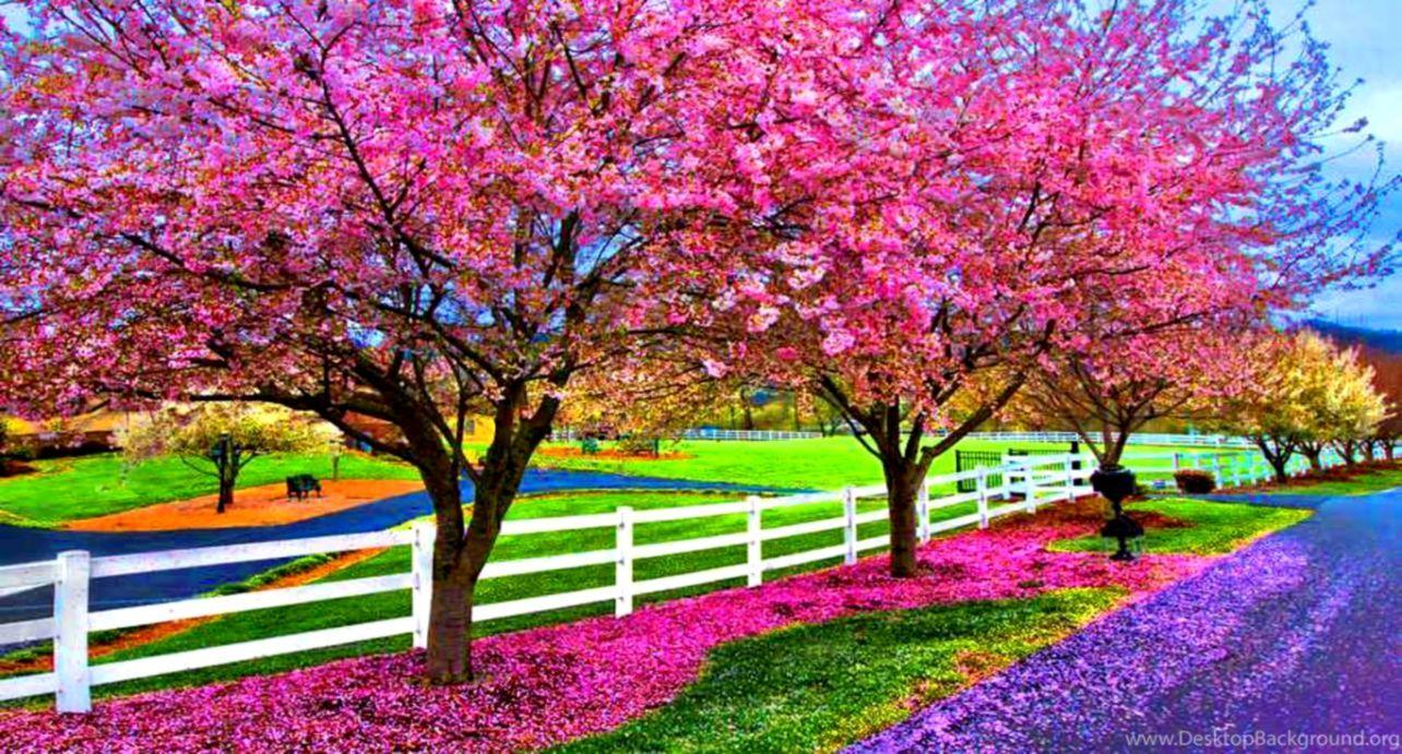1284x691 A Beautiful Spring Day Computer Wallpaper Desktop Beautiful Image Of Nature