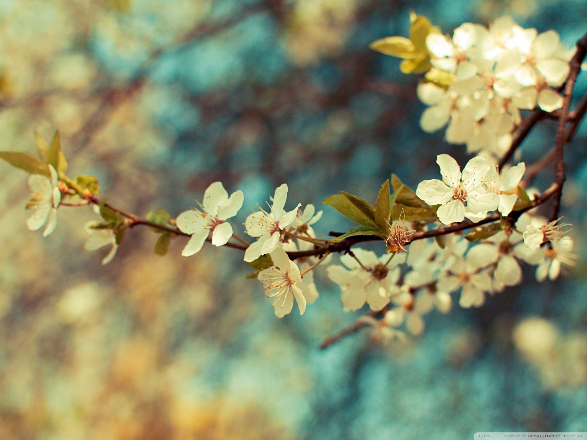 2048x1536 Beautiful Spring Day Ultra HD Desktop Background Wallpaper for 4K UHD TV : Multi Display, Dual Monitor : Tablet