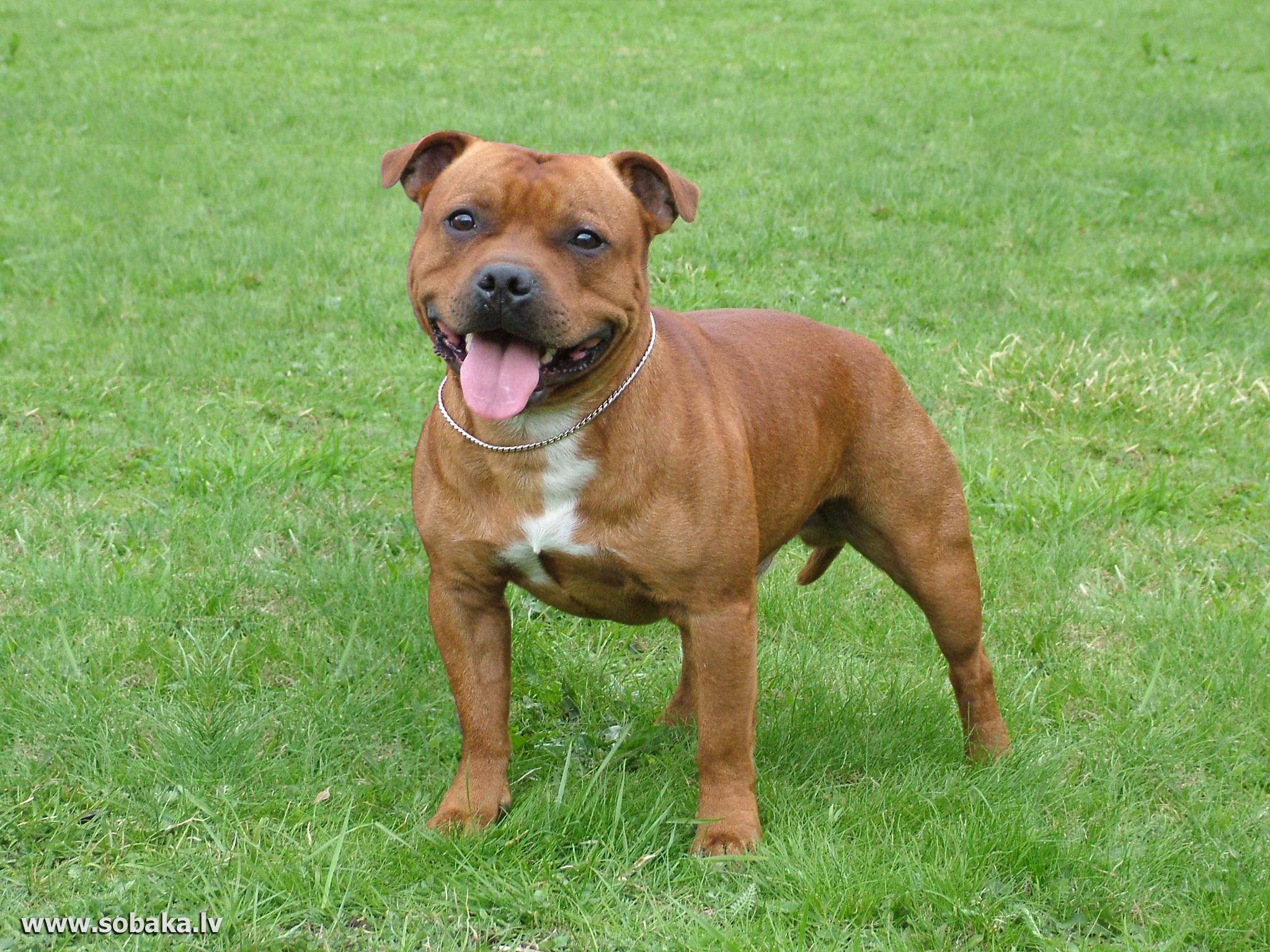 2048x1536 Staffy Wallpaper