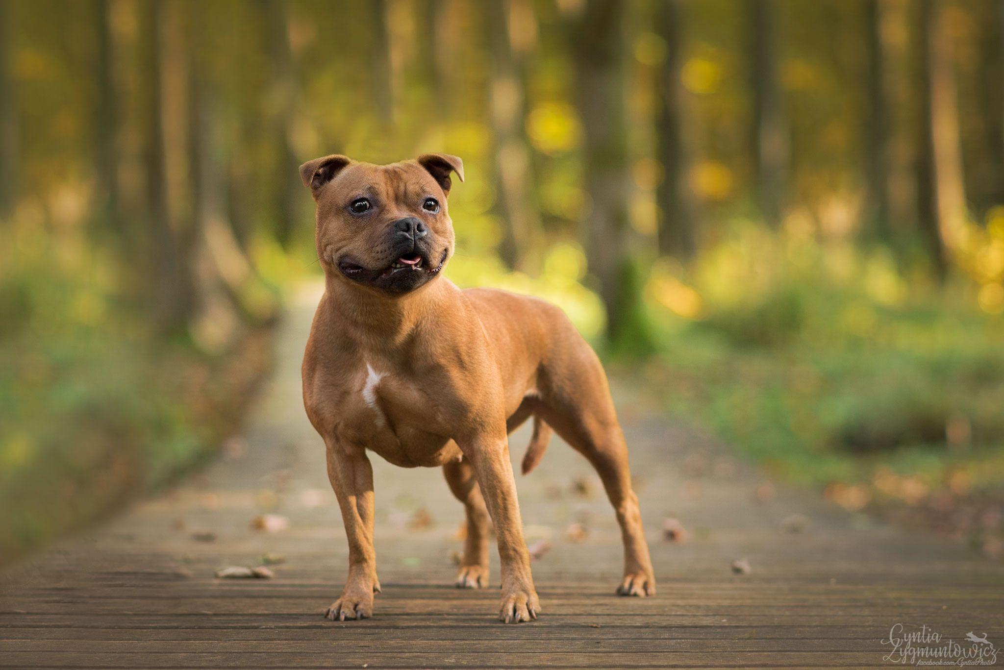 2048x1367 Free download Staffordshire Bull Terrier Wallpaper Image Group 31 [2048x1367] for your Desktop, Mobile & Tablet. Explore Bull Terrier Wallpaper. Bull Terrier Wallpaper, American Pit Bull Terrier Puppy Wallpaper, Yorkshire Terrier Wallpaper