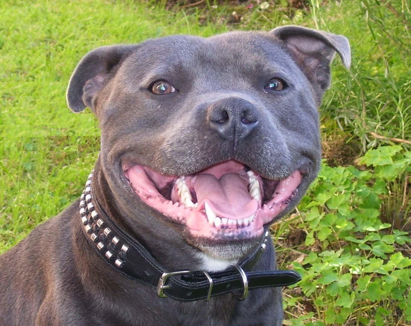 1360x1080 Staffie Smile. Staffordshire bull terrier, Bull terrier puppy, Staffordshire bull terrier puppies