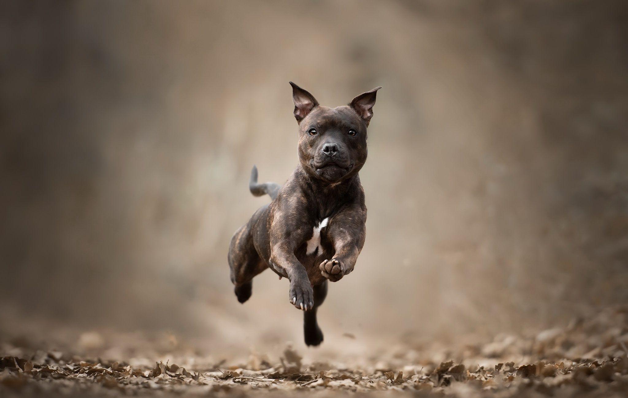 2048x1300 Depth Of Field Dog Pet Staffordshire Bull Terrier Wallpaper:2048x1300