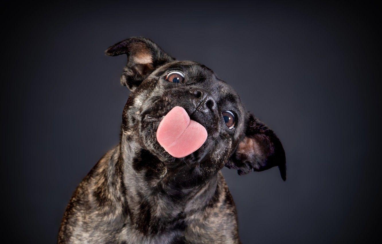 1332x850 Wallpaper language, face, background, dog, Staffordshire bull Terrier image for desktop, section собаки
