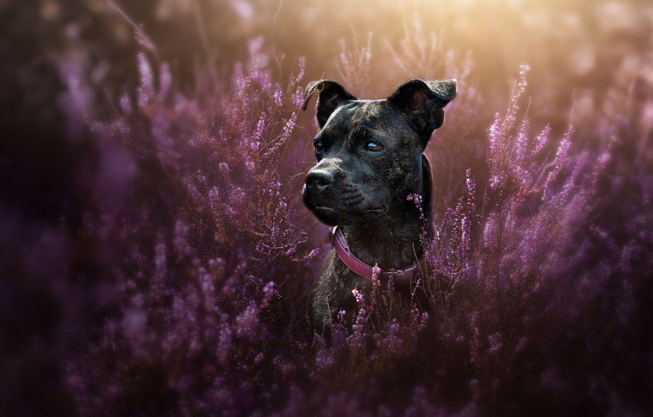 1332x850 Wallpaper look, face, portrait, dog, collar, Heather, Staffordshire bull Terrier image for desktop, section собаки