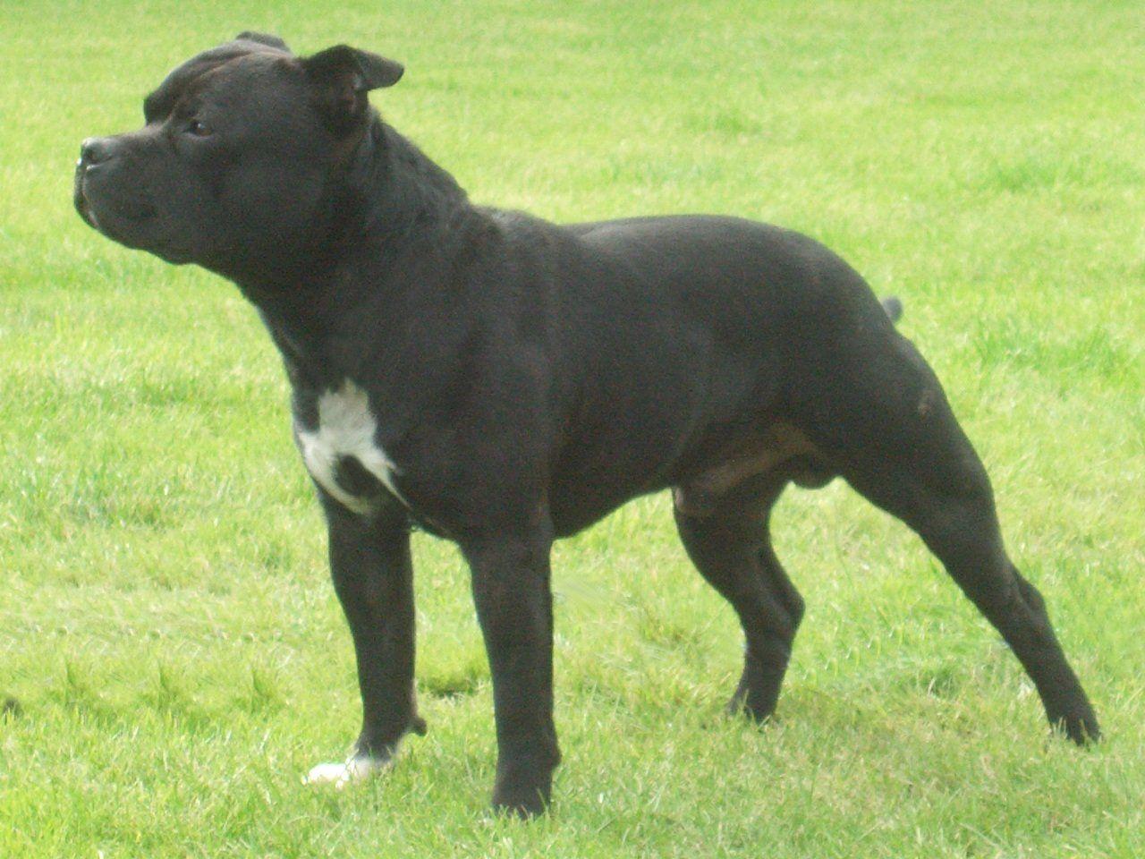 Staffordshire Bull Terriers Wallpapers - Top Free Staffordshire Bull ...