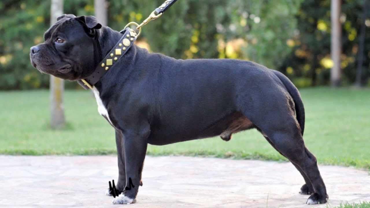 1280x720 Staffordshire Bull Terrier wallpaperx720