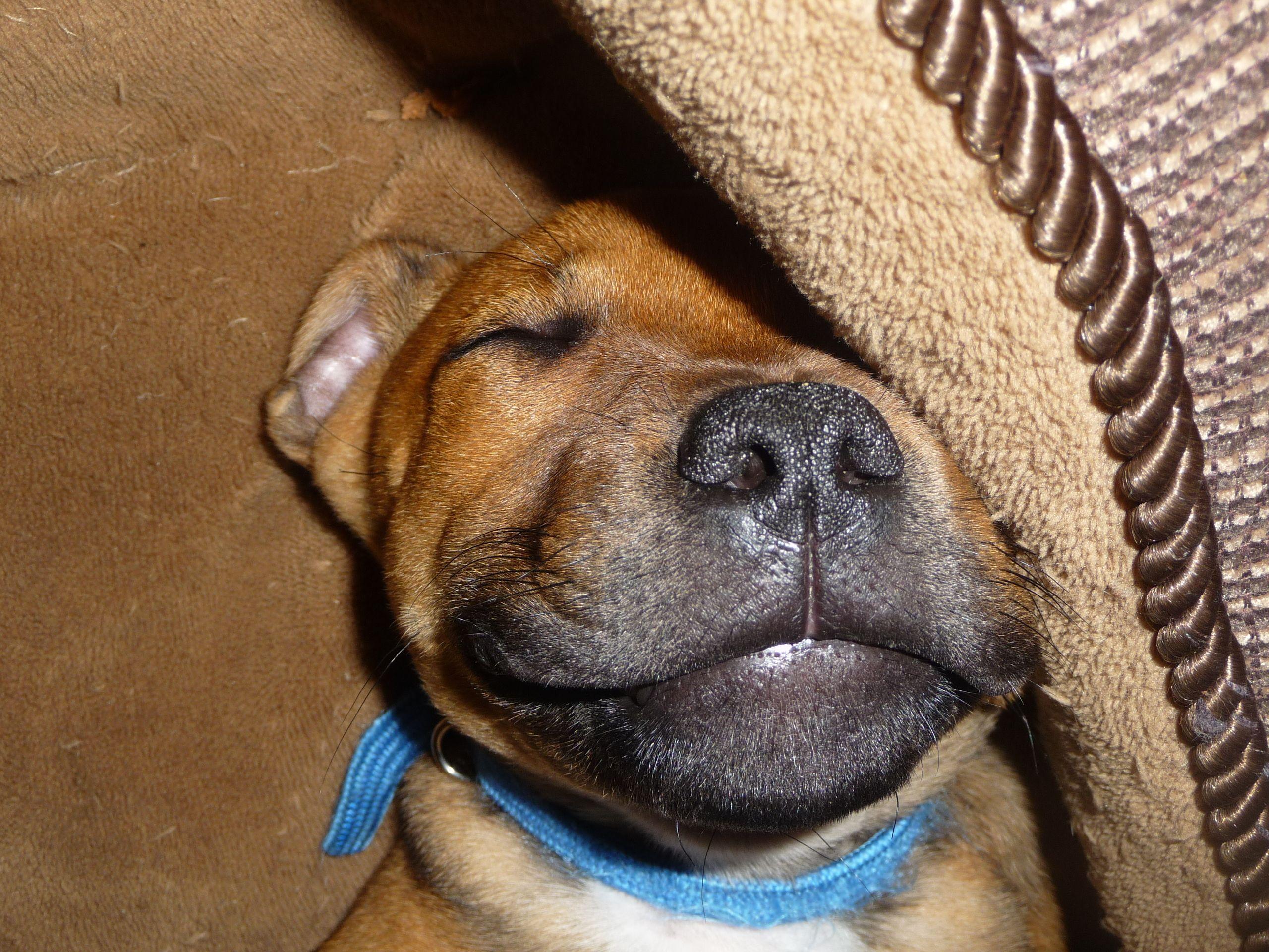 2560x1920 Free download staffordshire bull terrier image Ted HD wallpaper and background [2560x1920] for your Desktop, Mobile & Tablet. Explore American Staffordshire Terrier Wallpaper. American Staffordshire Terrier Wallpaper, American Pit