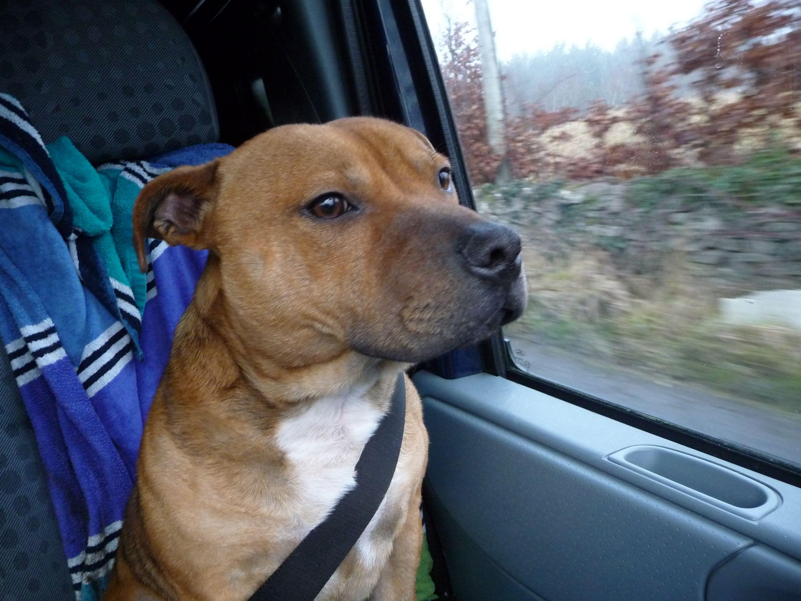 2560x1920 Ted Staffordshire Bull Terrier
